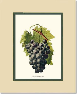 Grape, Kechmishali | Vintage Redouté's Fruit Wall art print