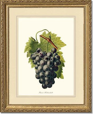 Grape, Kechmishali | Vintage Redouté's Fruit Wall art print