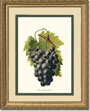 Grape, Kechmishali | Vintage Redouté's Fruit Wall art print