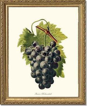 Grape, Kechmishali | Vintage Redouté's Fruit Wall art print