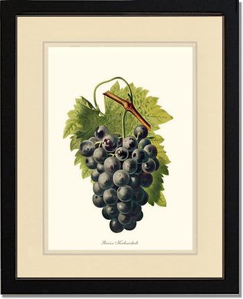 Grape, Kechmishali | Vintage Redouté's Fruit Wall art print