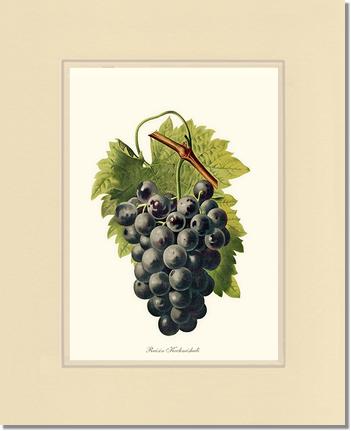 Grape, Kechmishali | Vintage Redouté's Fruit Wall art print
