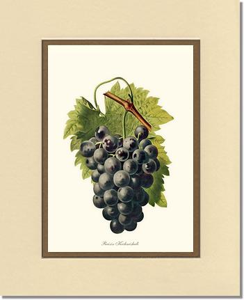Grape, Kechmishali | Vintage Redouté's Fruit Wall art print