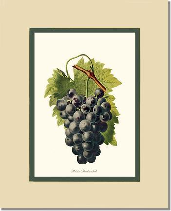 Grape, Kechmishali | Vintage Redouté's Fruit Wall art print