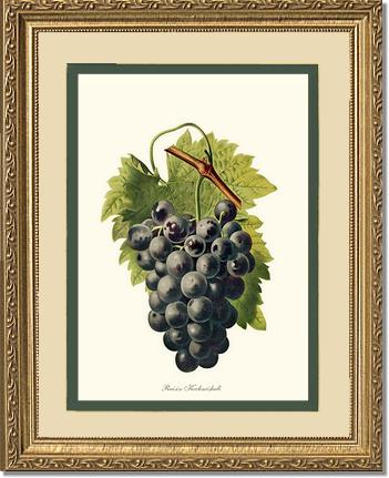Grape, Kechmishali | Vintage Redouté's Fruit Wall art print