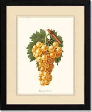 Grapes, Chasselas | Vintage Redouté's Fruit Wall art print