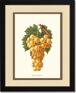Grapes, Chasselas | Vintage Redouté's Fruit Wall art print