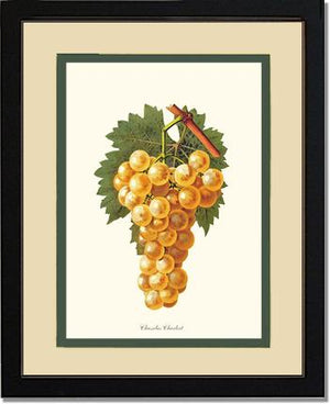 Grapes, Chasselas