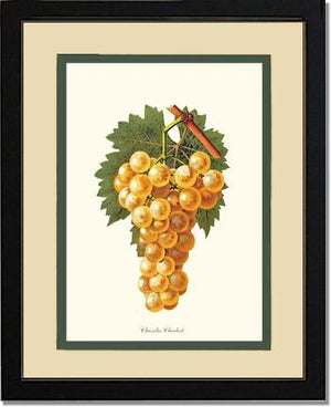 Grapes, Chasselas | Vintage Redouté's Fruit Wall art print