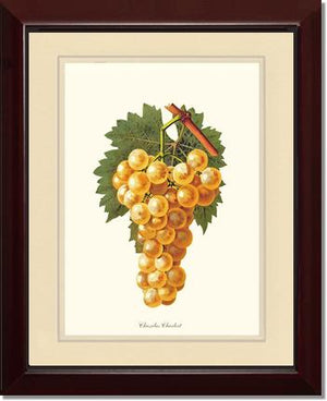 Grapes, Chasselas