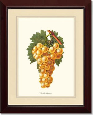 Grapes, Chasselas | Vintage Redouté's Fruit Wall art print