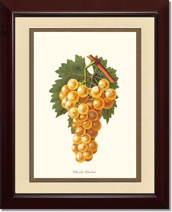 Grapes, Chasselas | Vintage Redouté's Fruit Wall art print