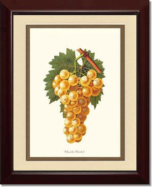 Grapes, Chasselas | Vintage Redouté's Fruit Wall art print