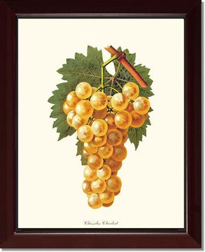 Grapes, Chasselas | Vintage Redouté's Fruit Wall art print