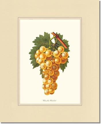 Grapes, Chasselas | Vintage Redouté's Fruit Wall art print