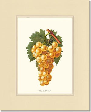 Grapes, Chasselas | Vintage Redouté's Fruit Wall art print