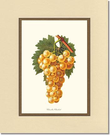 Grapes, Chasselas | Vintage Redouté's Fruit Wall art print