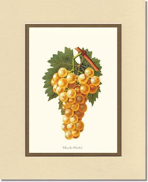 Grapes, Chasselas | Vintage Redouté's Fruit Wall art print