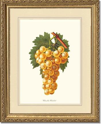 Grapes, Chasselas | Vintage Redouté's Fruit Wall art print