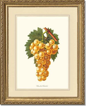 Grapes, Chasselas | Vintage Redouté's Fruit Wall art print