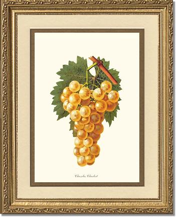 Grapes, Chasselas | Vintage Redouté's Fruit Wall art print