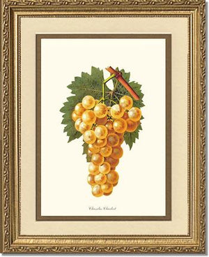 Grapes, Chasselas | Vintage Redouté's Fruit Wall art print