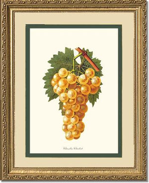 Grapes, Chasselas | Vintage Redouté's Fruit Wall art print