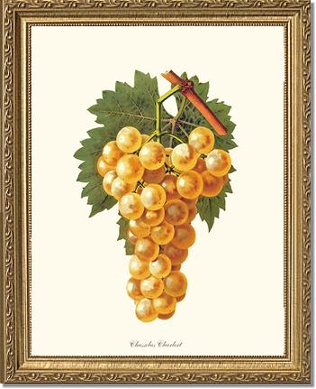 Grapes, Chasselas | Vintage Redouté's Fruit Wall art print