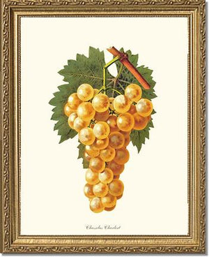 Grapes, Chasselas | Vintage Redouté's Fruit Wall art print