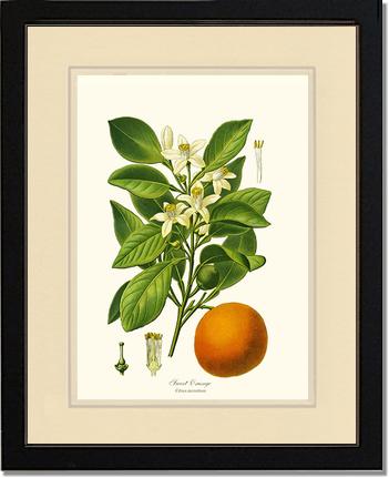 Sweet Orange | Vintage Redouté's Fruit Wall art print
