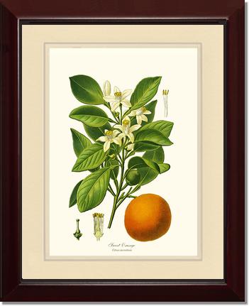 Sweet Orange | Vintage Redouté's Fruit Wall art print
