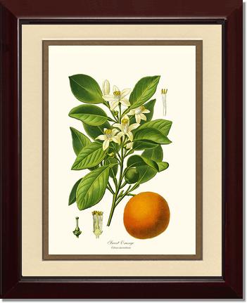 Sweet Orange | Vintage Redouté's Fruit Wall art print