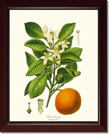 Sweet Orange | Vintage Redouté's Fruit Wall art print