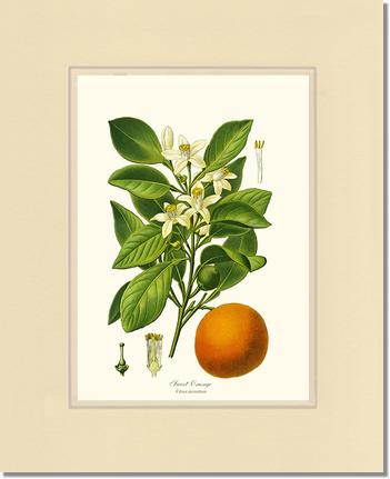 Sweet Orange | Vintage Redouté's Fruit Wall art print