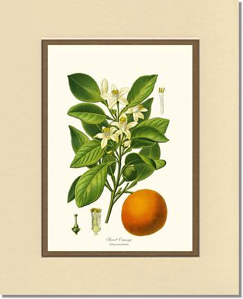 Sweet Orange | Vintage Redouté's Fruit Wall art print