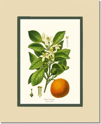 Sweet Orange | Vintage Redouté's Fruit Wall art print