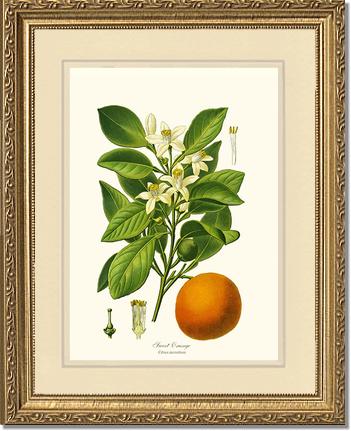 Sweet Orange | Vintage Redouté's Fruit Wall art print