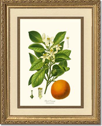 Sweet Orange | Vintage Redouté's Fruit Wall art print