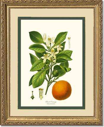 Sweet Orange | Vintage Redouté's Fruit Wall art print