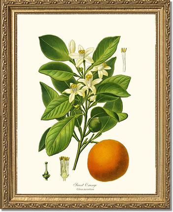 Sweet Orange | Vintage Redouté's Fruit Wall art print