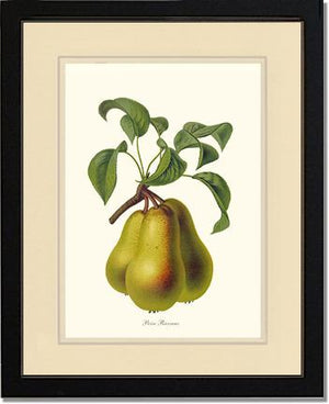 Pear, Riocreux