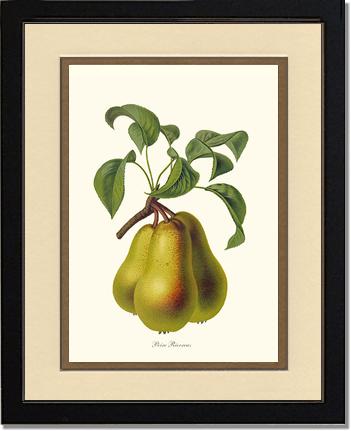 Pear, Riocreux | Vintage Redouté's Fruit Wall art print