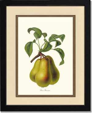 Pear, Riocreux