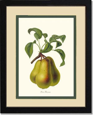 Pear, Riocreux