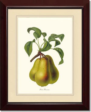 Pear, Riocreux