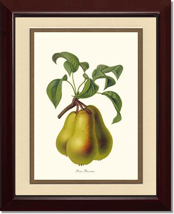 Pear, Riocreux | Vintage Redouté's Fruit Wall art print