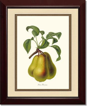 Pear, Riocreux