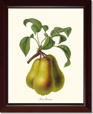 Pear, Riocreux