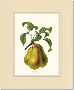 Pear, Riocreux