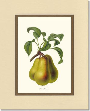 Pear, Riocreux